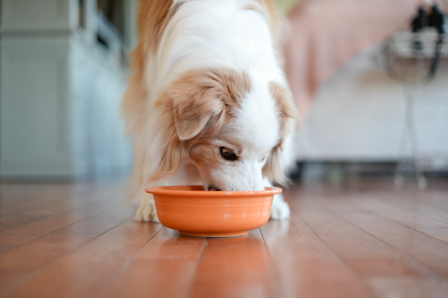 A closer look at How To Prevent Anxious Dogs From Overeating