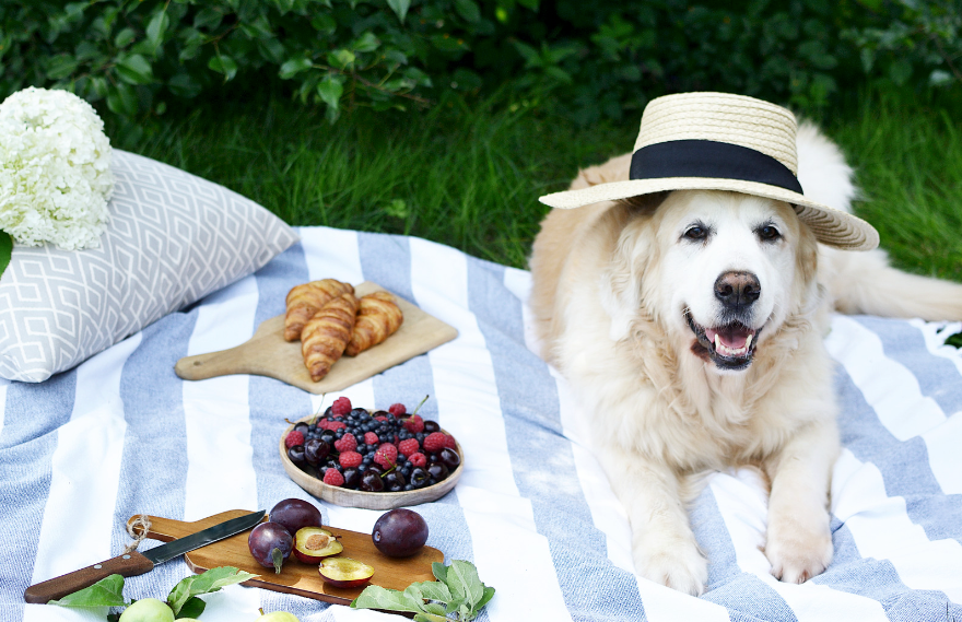 Can Dogs Eat Plums? The Answer is Complicated Two Tails Two Tails