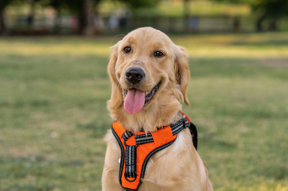 Best giant breed dog harness deals