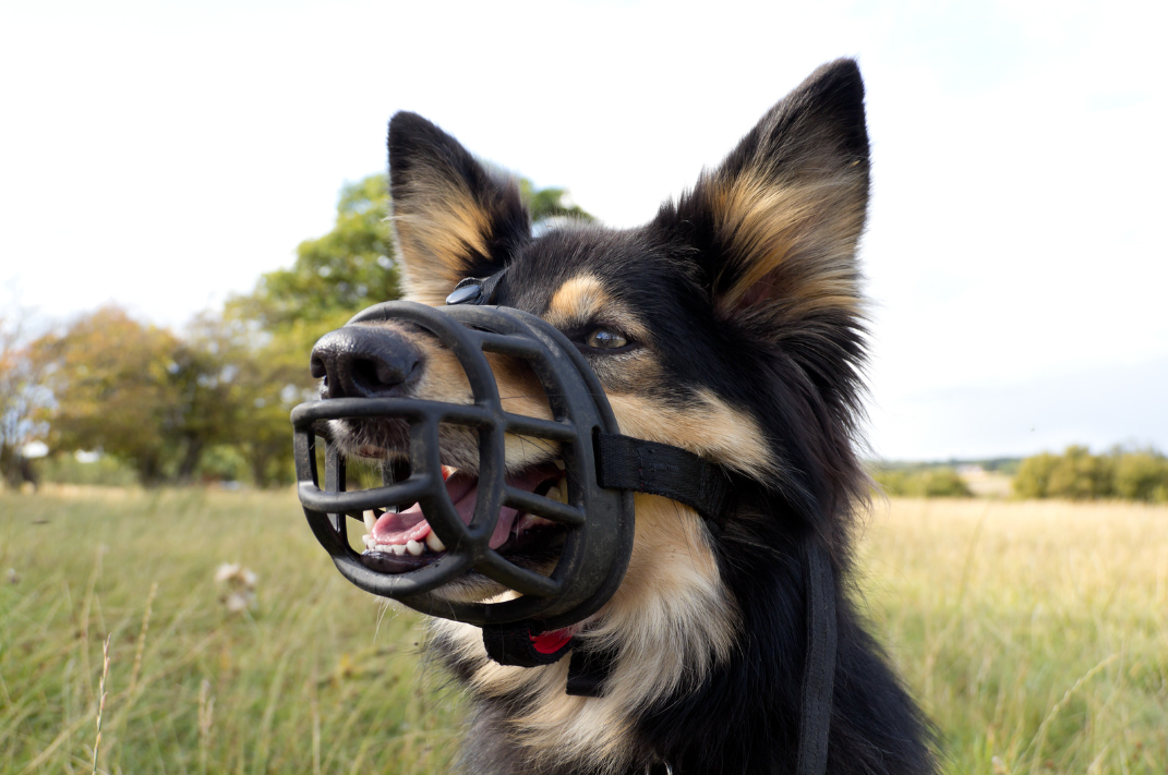 Friendly muzzle hot sale