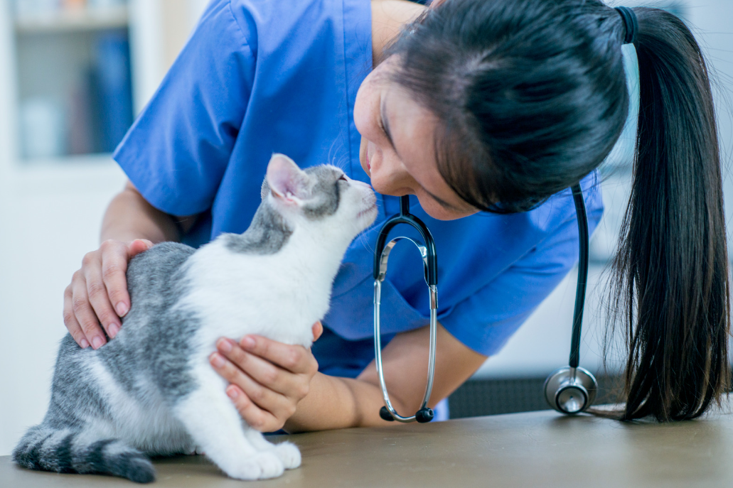 how-often-do-you-take-a-cat-to-the-vet-two-tails-pet-company