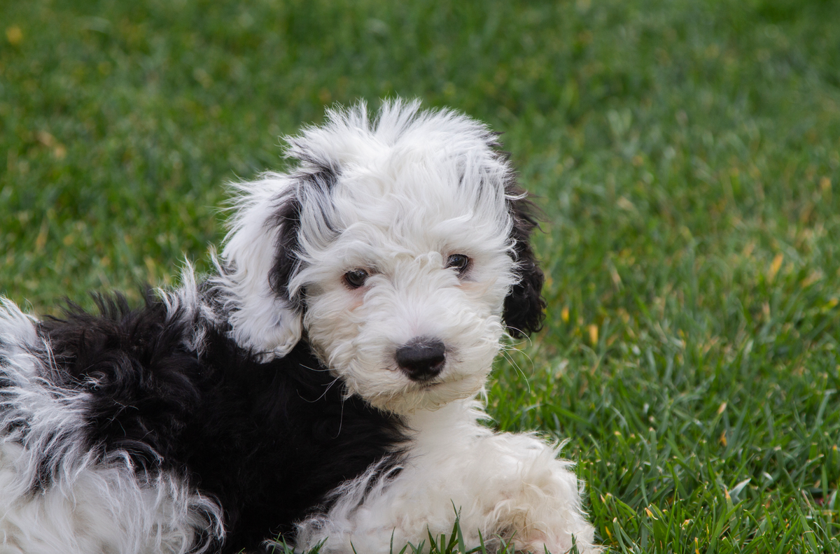Sheepadoodle 2025 poodle mixes