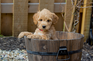 The Top 100+ Goldendoodle Names in 2024