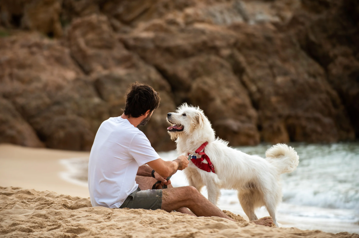 Is Catnip for Dogs Safe? Effects & Benefits Two Tails Pet Company