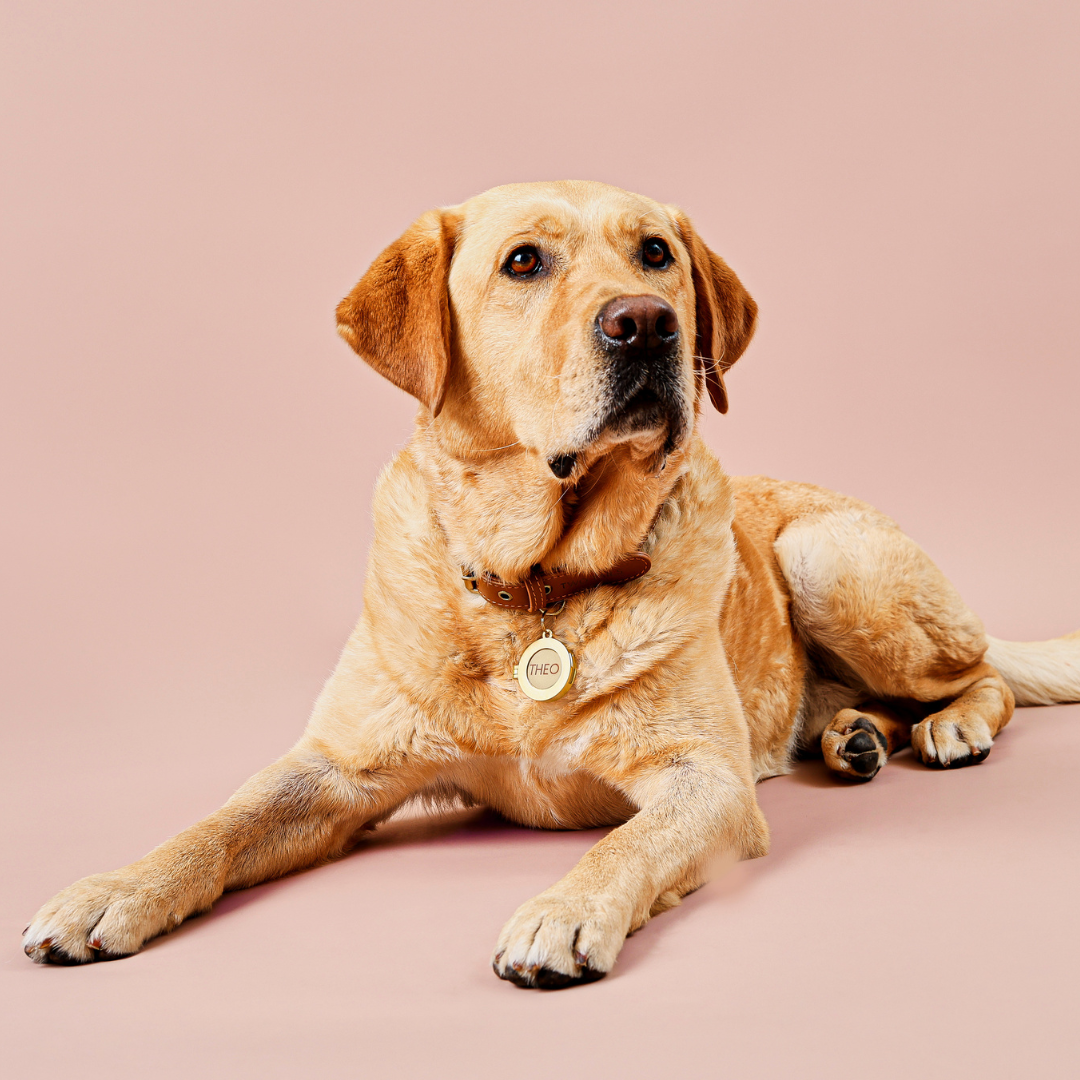 Pet ID Tag Locket – Two Tails Pet Company