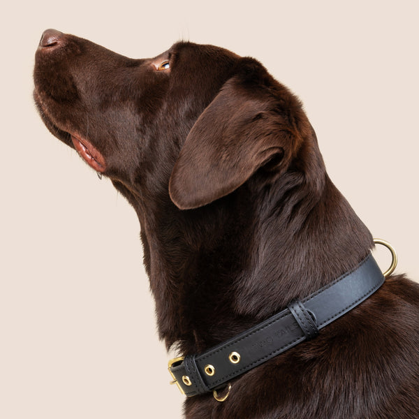 Two Tags + Two Collars Bundle