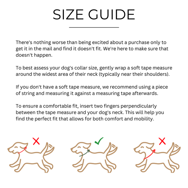 Two Tags + Two Collars Bundle