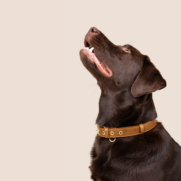 Two Tags + Two Collars Bundle