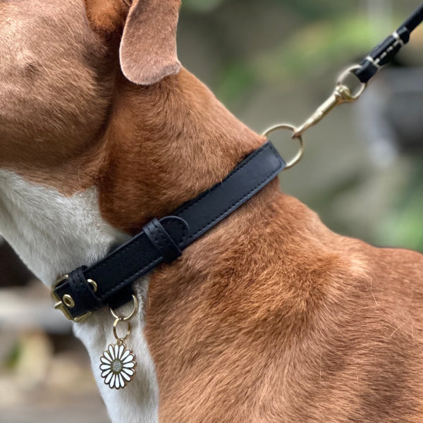 Two Tags + Two Collars Bundle