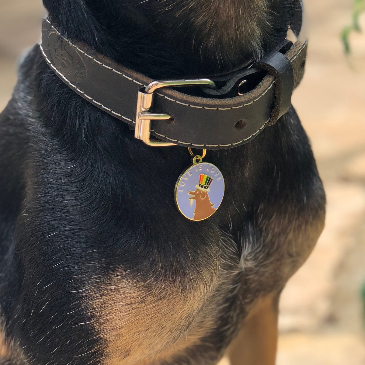 Reflective Neoprene Padded Dog Collar with Personalized Dog Bone ID Tag