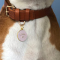 Pet ID tag hanging on a collar worn by a brown and white dog. It is made of gold plated brass and pink enamel that read 'Loyal AF'.