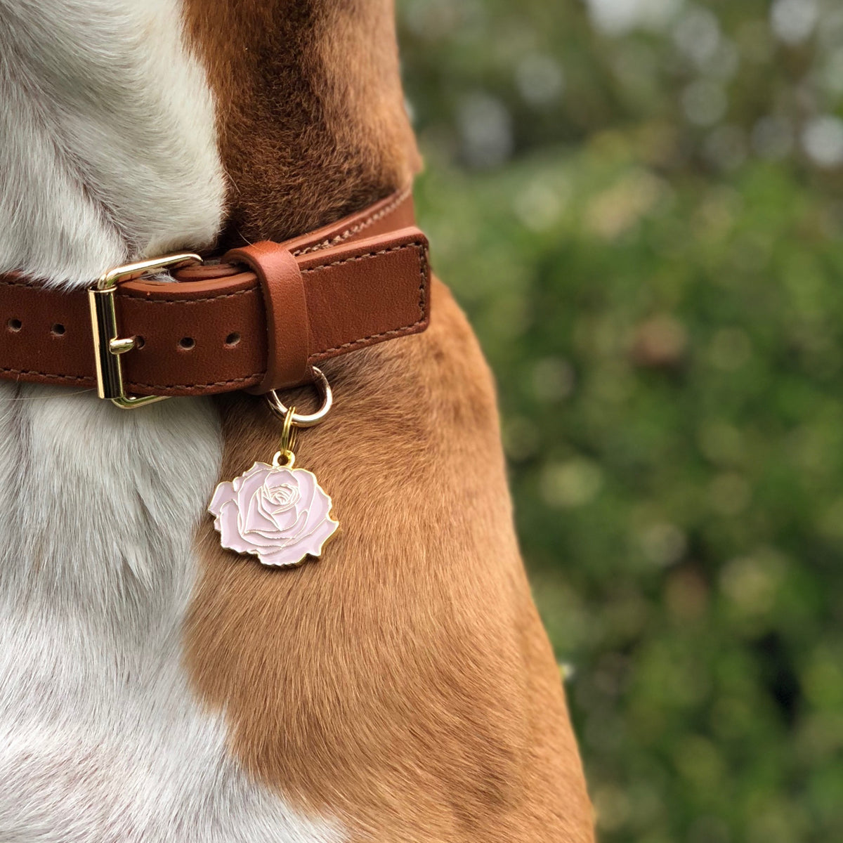 Rose Gold Pink Pet ID Tag – Two Tails Pet Company