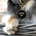 Pet ID tag hanging on a collar worn by a black and blonde dog. It is made of gold plated brass and black enamel that read 'Loyal AF'.