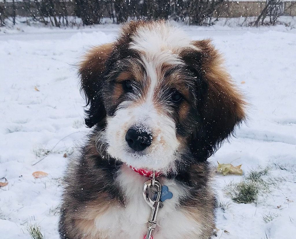 All About The Bernedoodle