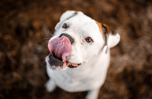 Why Do Dogs Lick? The Top Reasons