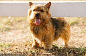 30 Best Small Dog Breeds