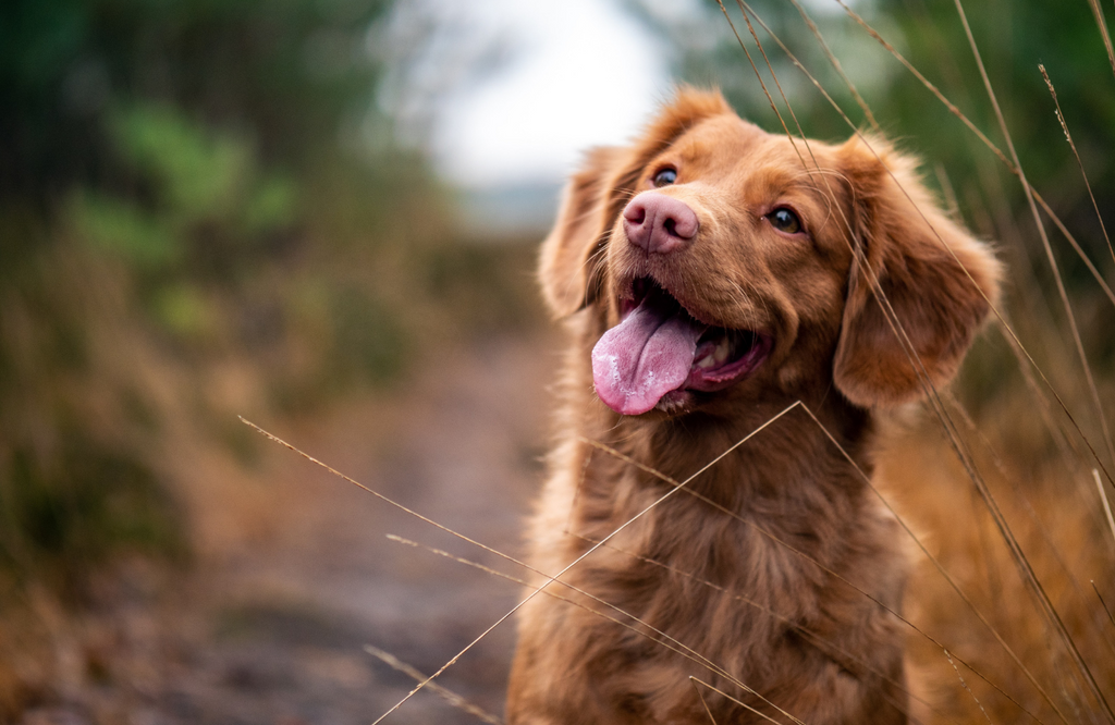 100+ of The Best Boy Dog Names in 2024