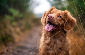 100+ of The Best Boy Dog Names in 2023