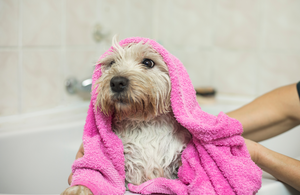 The 5 Best Dog Shampoos of 2023