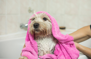 The 5 Best Dog Shampoos of 2024