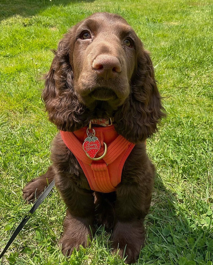 Five Reasons Every Pet Needs a Custom ID Tag