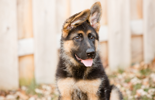 The Best German Shephard Names of 2024