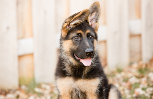 The Best German Shephard Names of 2024