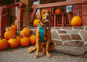 Can Dogs Eat Pumpkin Seeds? A Fall Feeding Guide for Dog Owners