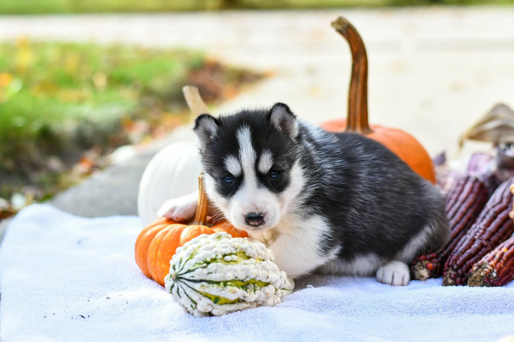 Can Dogs Eat Squash? Health Benefits and Varieties of Squash for Dogs