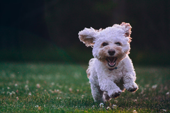 Fun Facts About Dogs: 15 Fascinating Things You May Not Know About Your Pup