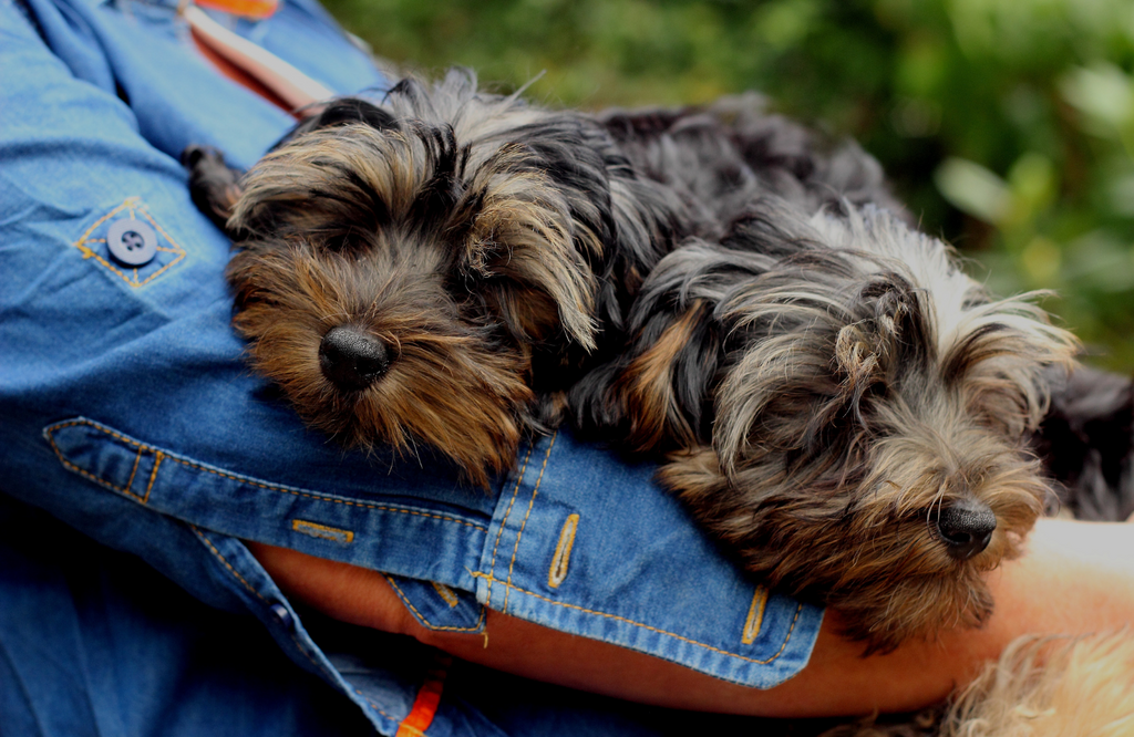 Dogs That Don’t Shed: The Best Hypoallergenic Dogs