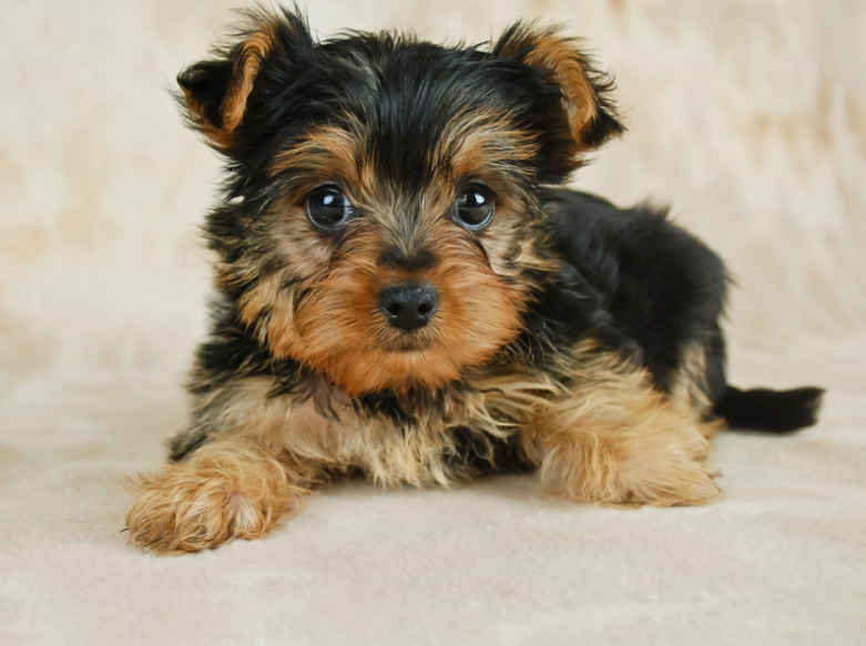 Teacup Yorkie: Breed Overview