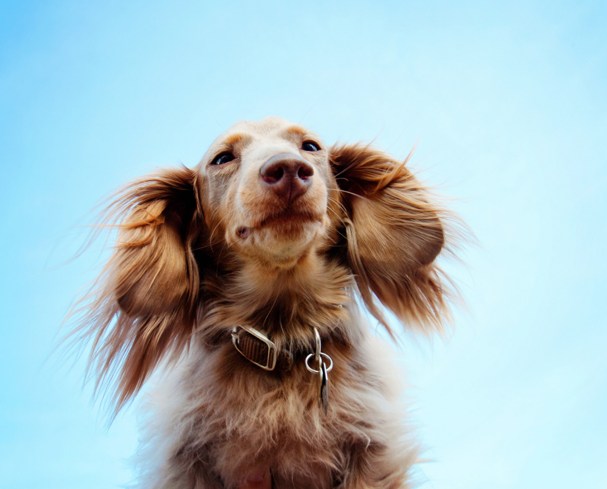 The 8 Best Dog Tags To Keep Your Pup Safe In Style Two Tails Pet Company