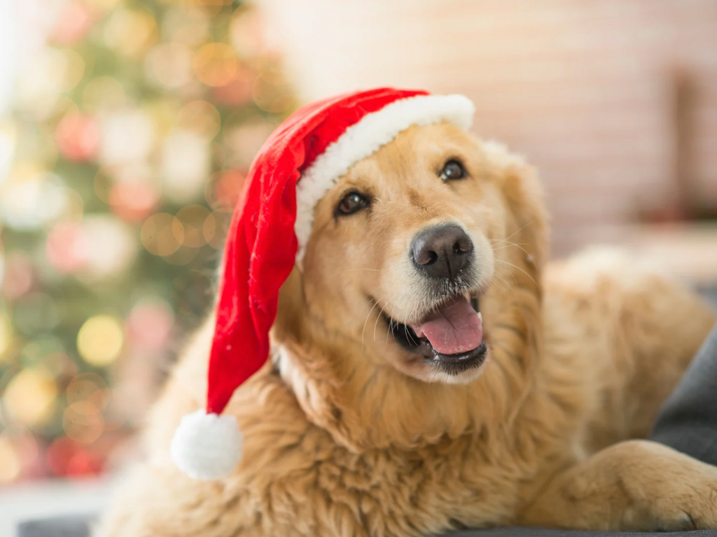 10 Best Dog Christmas Gifts