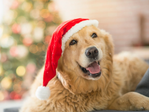 10 Best Dog Christmas Gifts