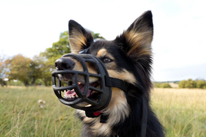 The 10 Best Dog Muzzles in 2023 [Ultimate Buyer Guide]