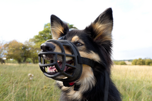 The 10 Best Dog Muzzles in 2024 [Ultimate Buyer Guide]