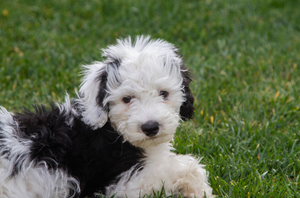 The Sheepadoodle: A Poodle and Old English Sheepdog Mix