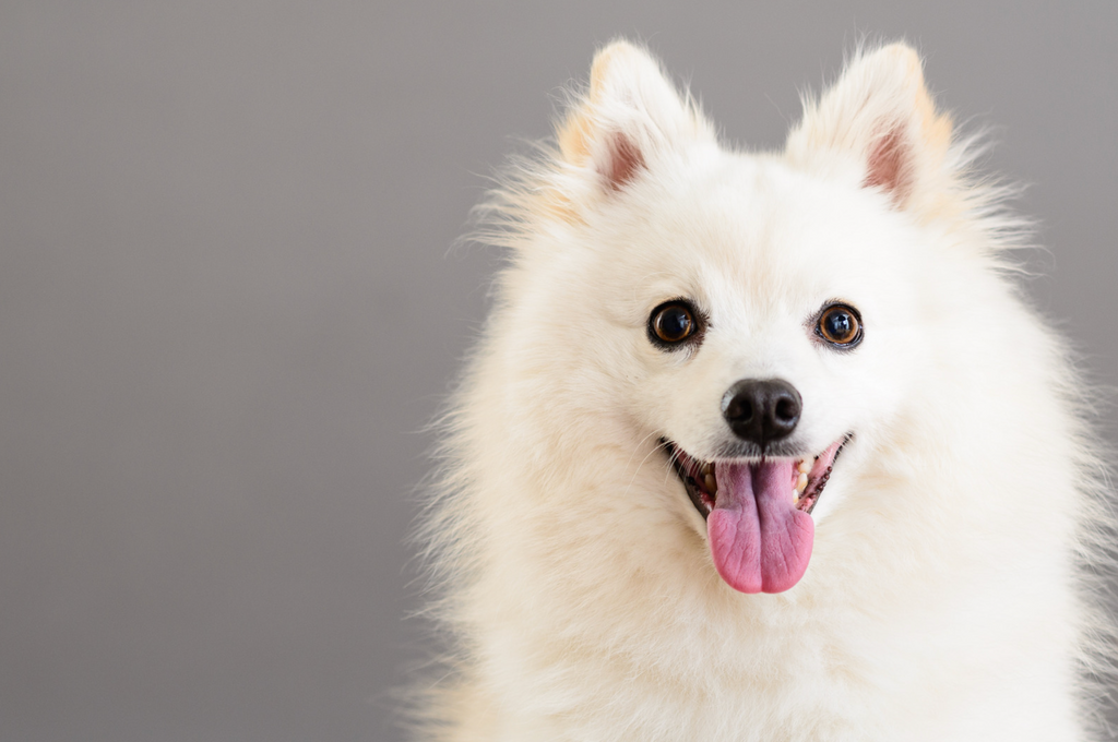 The Best White Dog Names For Your Pup
