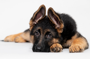 Female German Shepherd Names: A Pet Parent's Guide