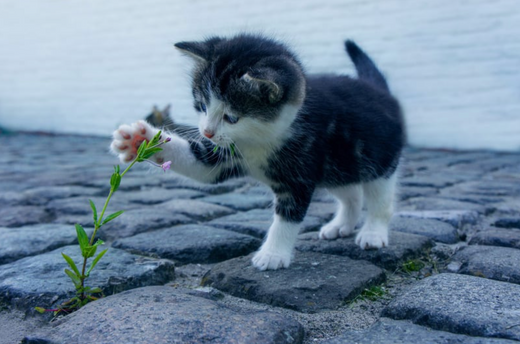 250+ Of The Best Female Cat Names (2025)