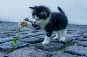 250+ Of The Best Female Cat Names (2024)