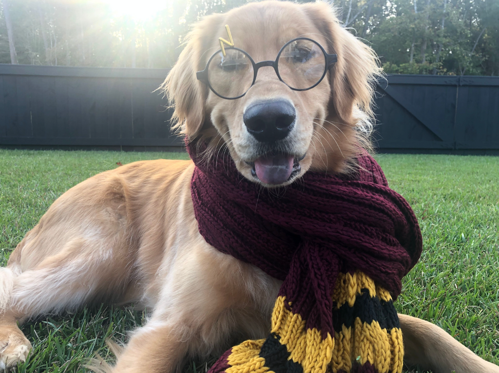150+ Harry Potter Dog Names