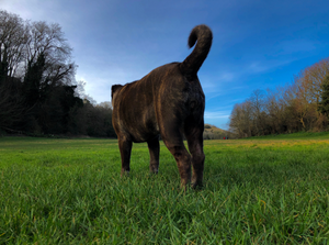 20 Dogs With Curly Tails - Breed Types