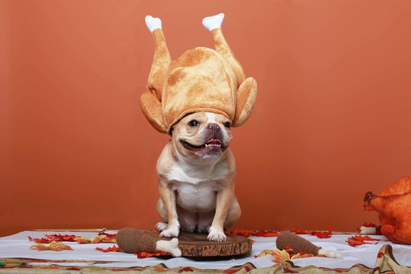 Give Thanks This Thanksgiving with Sustainable Style and Adoption Awareness