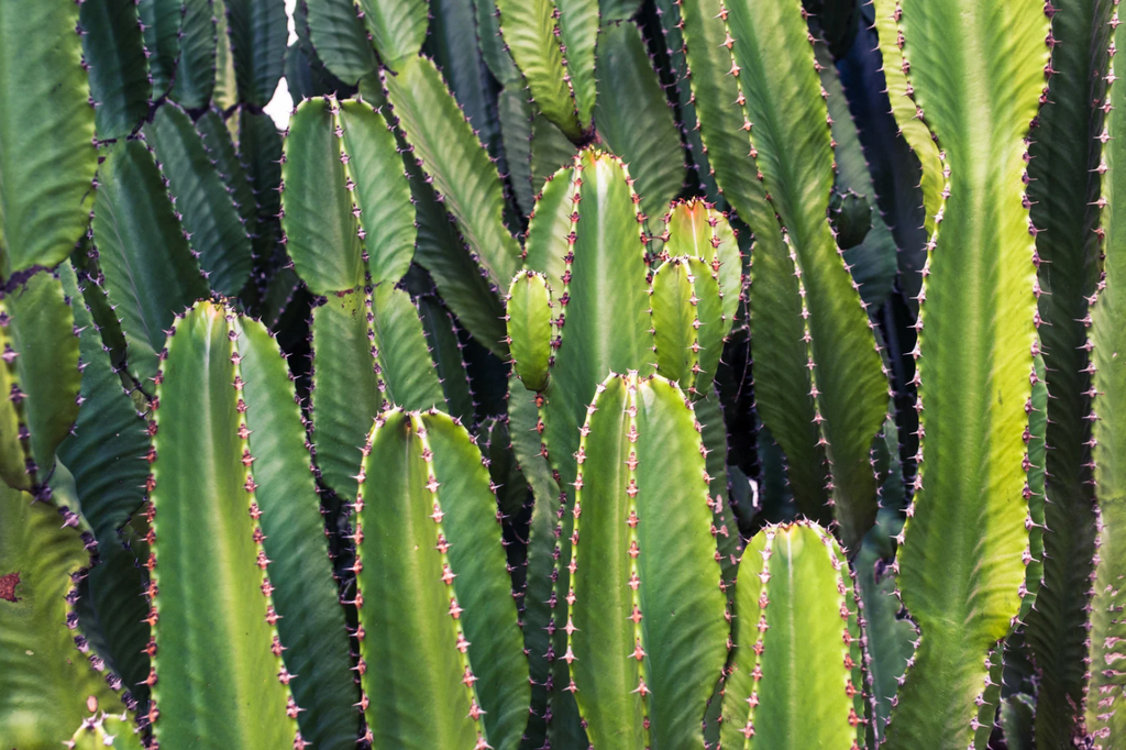 Cactus Leather: What is it?