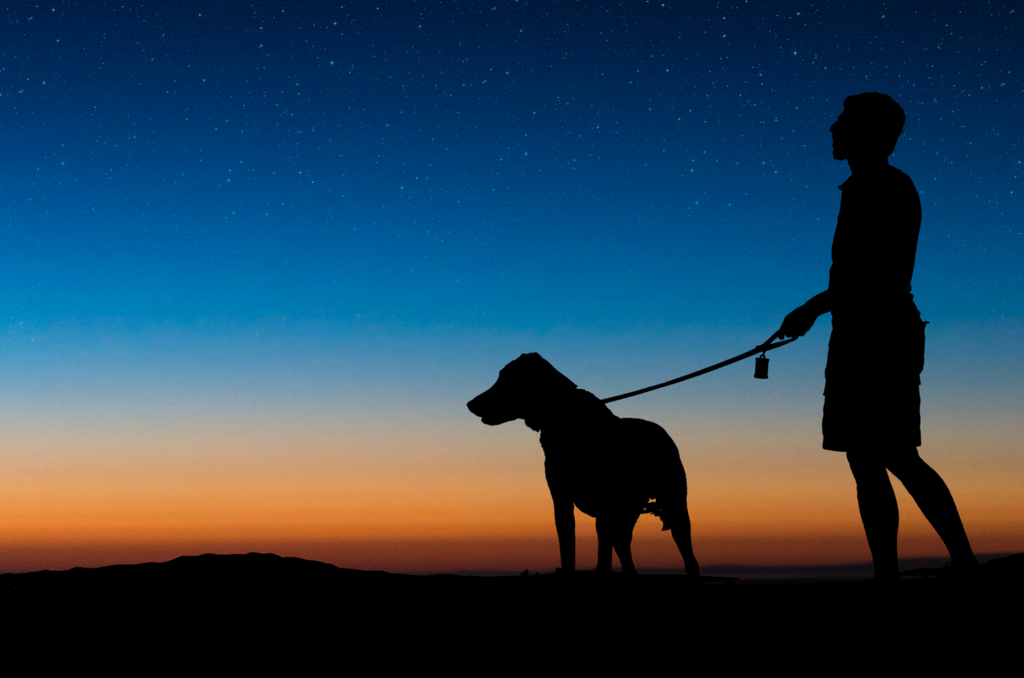 Can Dogs See in the Dark? A Deep Dive into Canine Night Vision