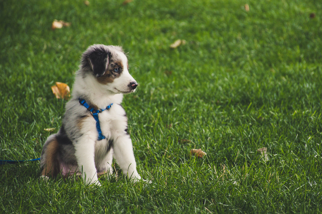 Leash Training a Puppy: Top Tips For Dog Owners