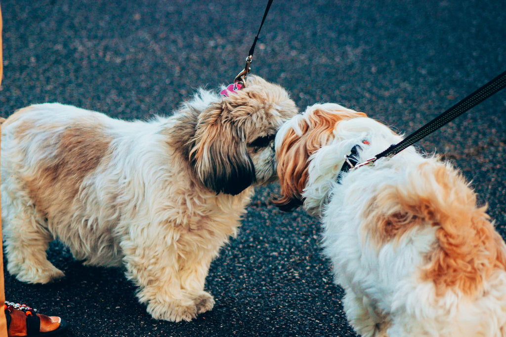 How To Introduce a Puppy to an Older Dog