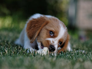 Why Do Dogs Eat Grass? Causes, Risks & Prevention
